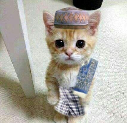 PP kucing ramadhan pakai peci