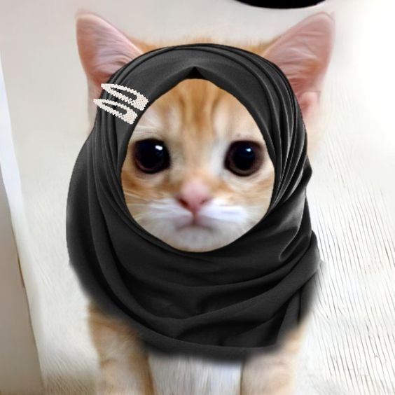 gambar kucing memakai jilbab
