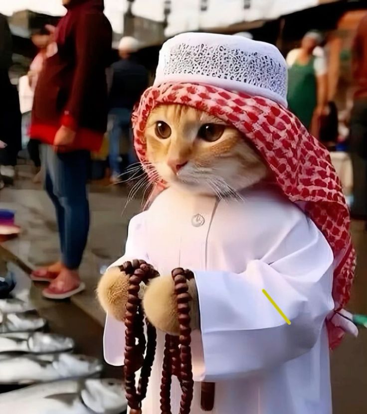 pp kucing ramadhan 2024