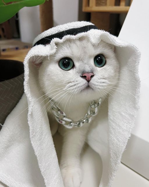 pp kucing versi ramadhan